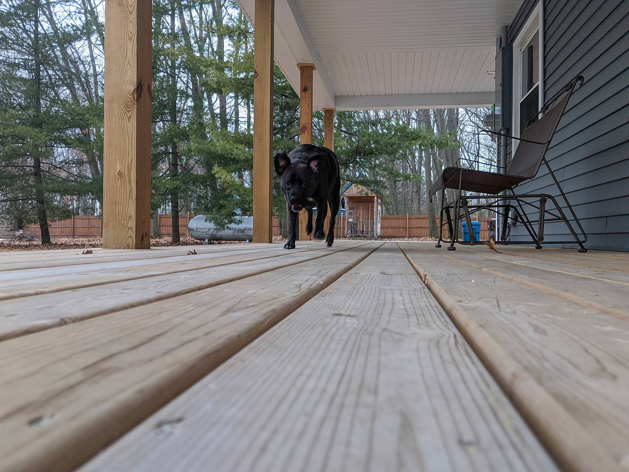 Belle is registered to the contest to win money with this photo: boardwalk, building, deck, floor, flooring, hardwood, home, house, log_cabin, lumber, outdoor_structure, plank, plant, porch, tree, walkway, wood, wood_flooring, wood_stain