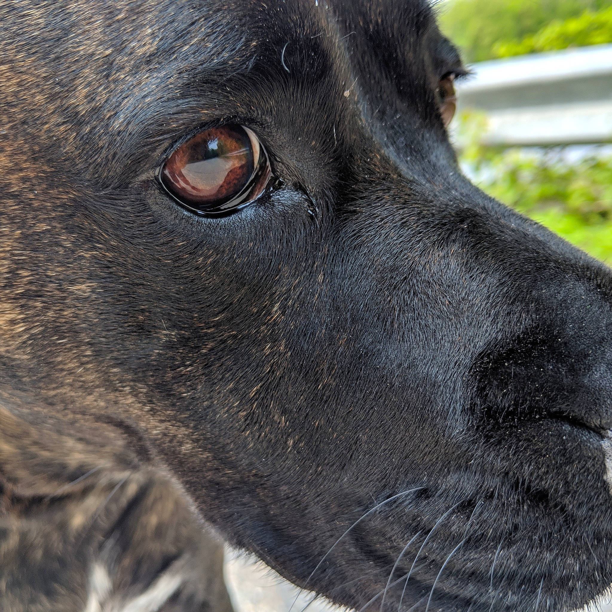 Belle is registered to the contest to win money with this photo: alano_espanol, alaunt, american_pit_bull_terrier, bandog, cane_corso, canidae, carnivore, close_up, dog, dog_breed, eye, guard_dog, mammal, non_sporting_group, nose, plott_hound, snout, sporting_group, vertebrate, whiskers