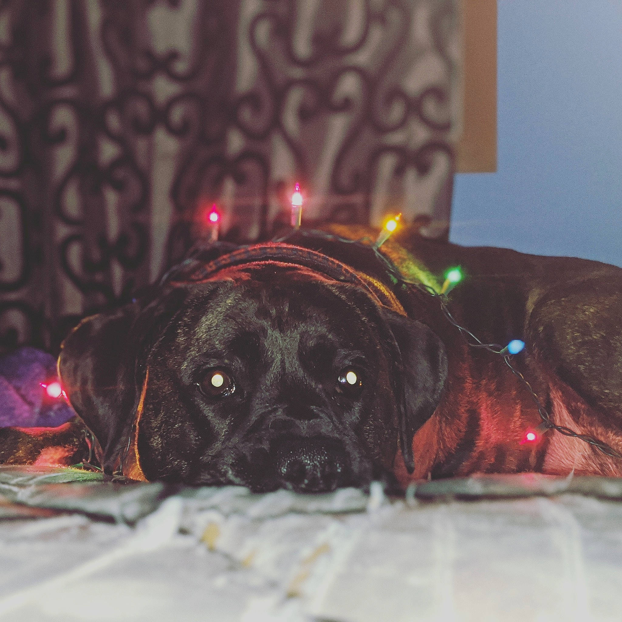 Belle is registered to the contest to win money with this photo: canidae, carnivore, companion_dog, dog, dog_breed, fawn, labrador_retriever, puggle, snout, sporting_group