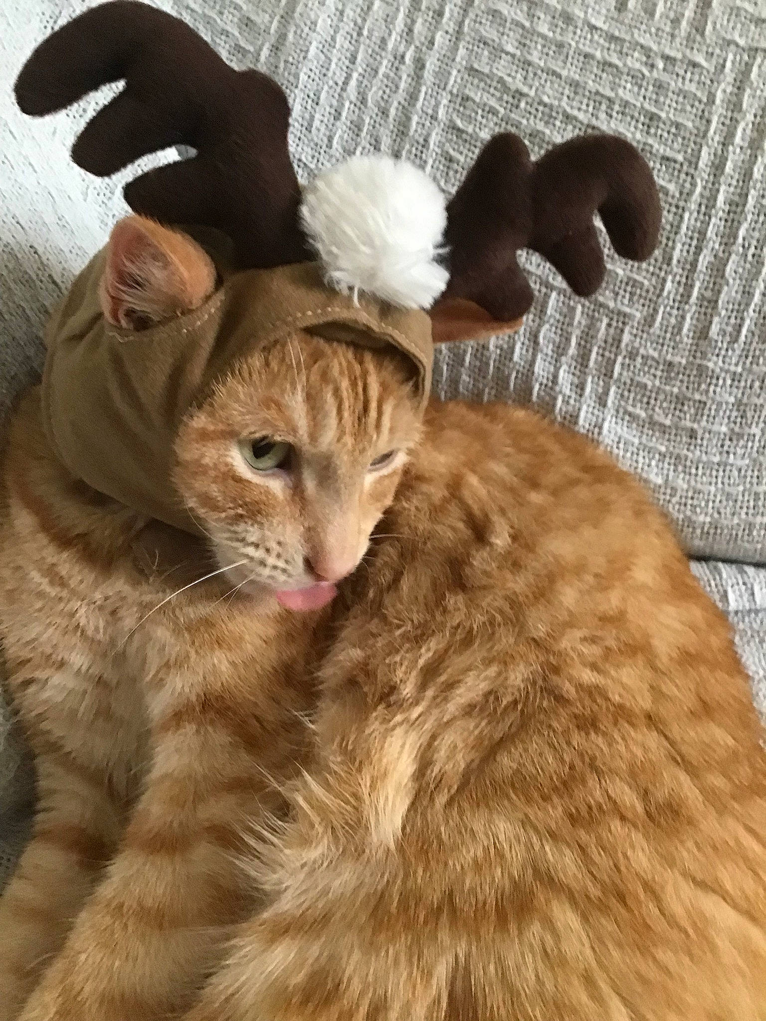 Pumpkin Nubbie is registered to the contest to win money with this photo: bed, carnivore, cat, claw, domestic_short_haired_cat, fawn, felidae, fur, gesture, paw, plant, small_to_medium_sized_cats, snout, tail, terrestrial_animal, toy, tree, whiskers