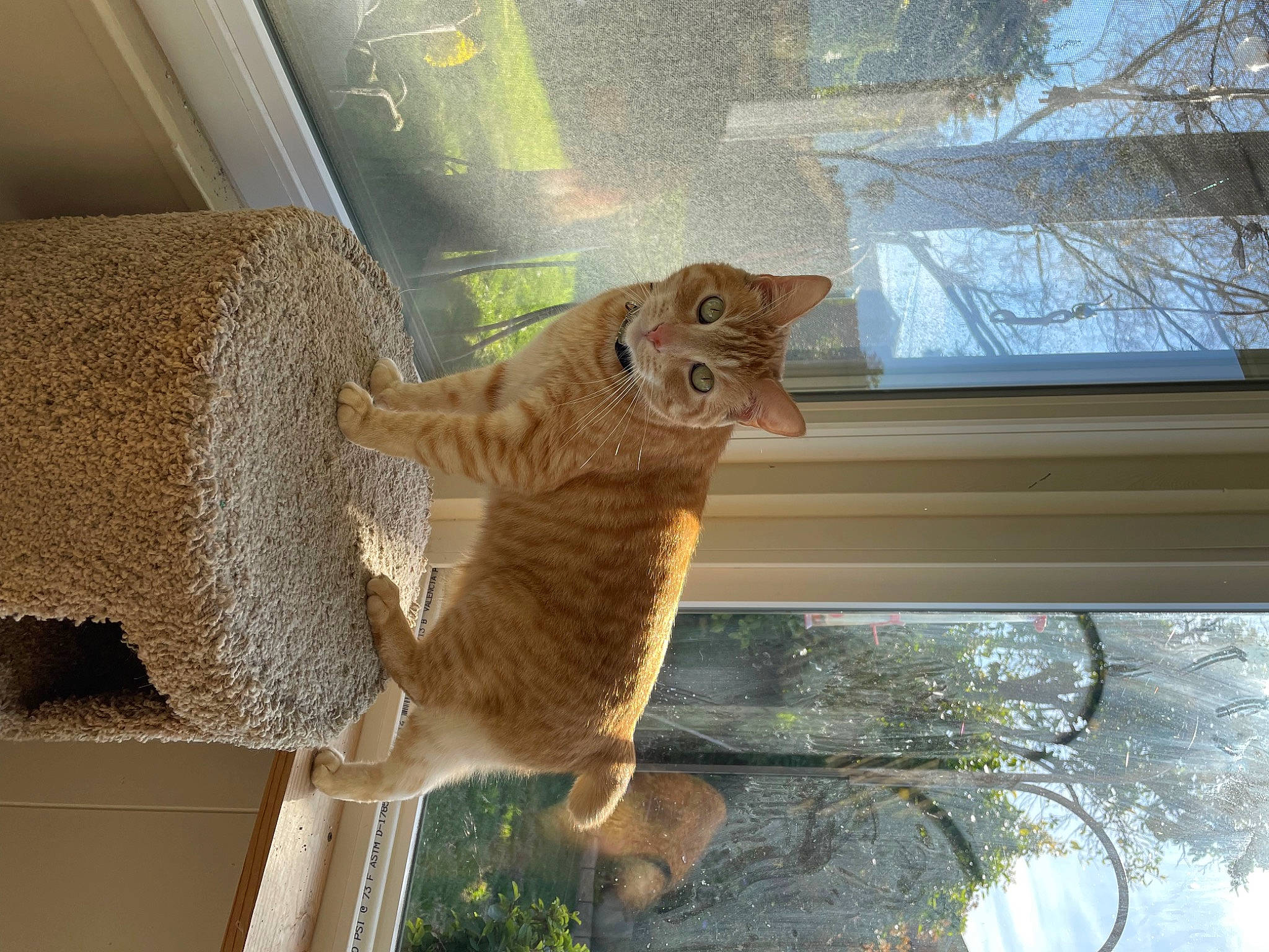 Pumpkin Nubbie joined the competition — help win amazing prizes! carnivore, cat, domestic_short_haired_cat, fawn, felidae, fur, houseplant, pet_supply, plant, small_to_medium_sized_cats, snout, tail, terrestrial_animal, tints_and_shades, tree, trunk, twig, whiskers, window, wood