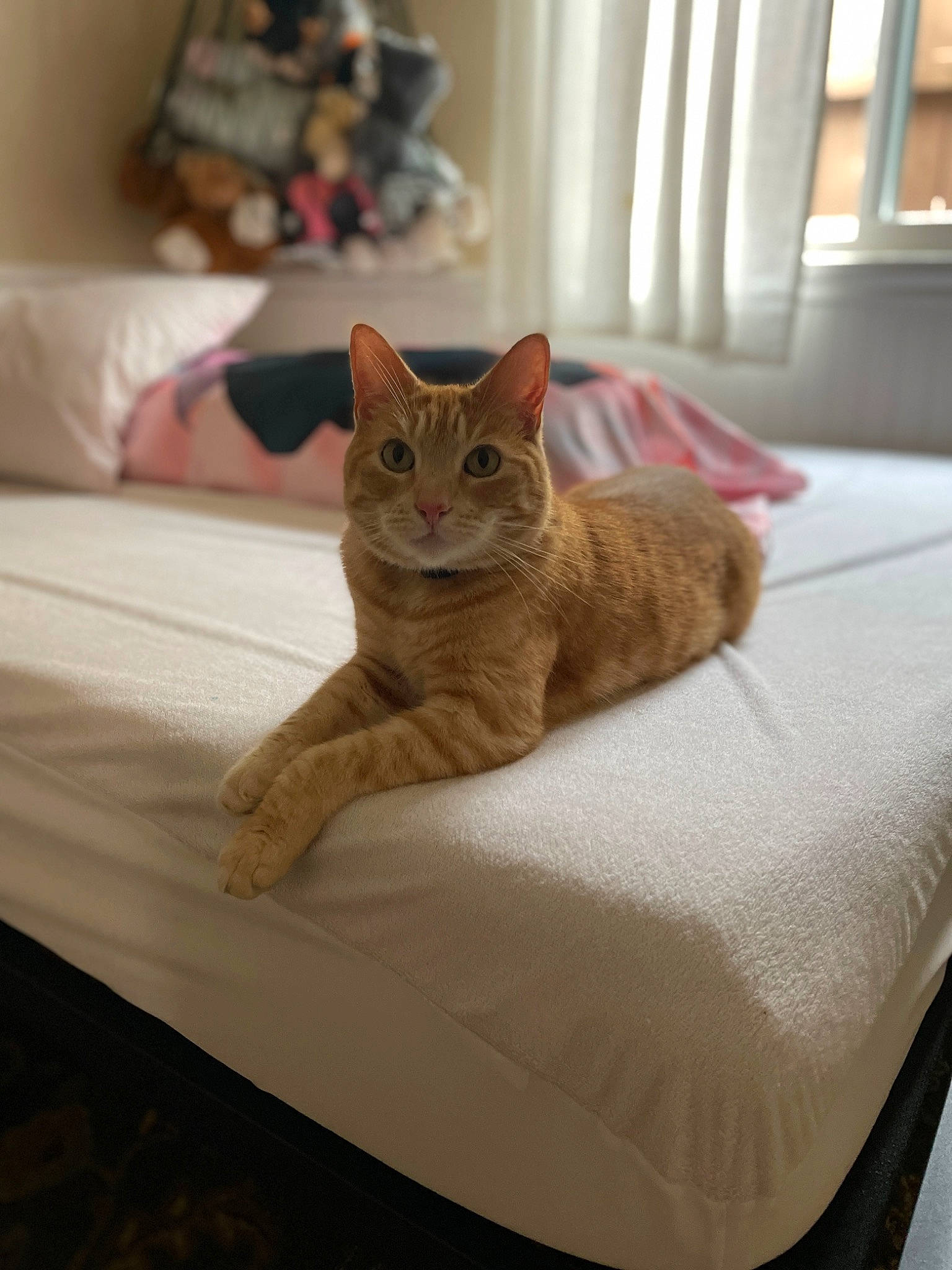 Pumpkin Nubbie joined the competition — help win amazing prizes! carnivore, cat, comfort, curtain, domestic_short_haired_cat, fawn, felidae, flooring, furniture, grey, hardwood, interior_design, linens, room, small_to_medium_sized_cats, tail, textile, whiskers, window, wood