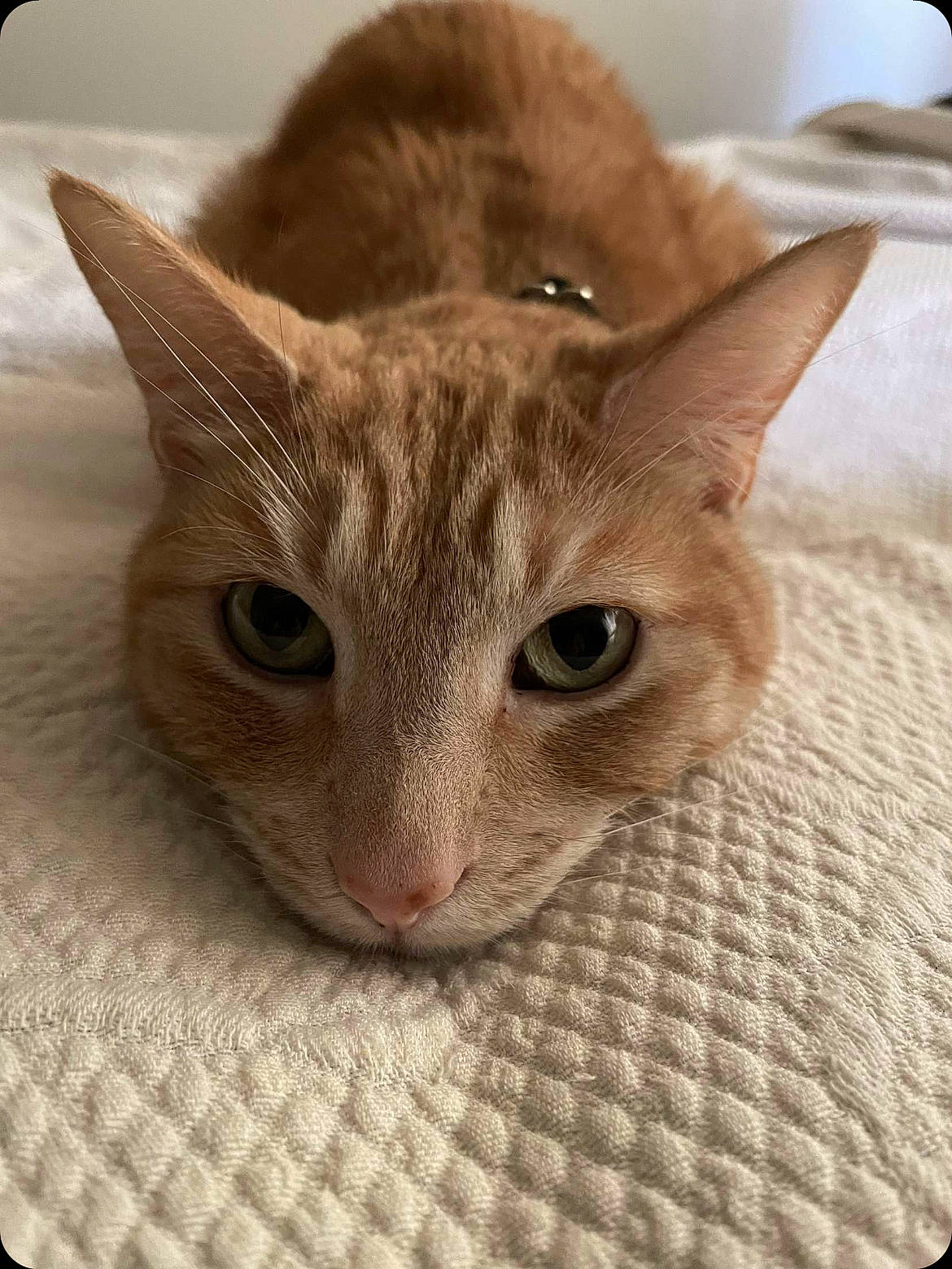 Pumpkin Nubbie is registered to the contest to win money with this photo: carnivore, cat, cat_supply, comfort, domestic_short_haired_cat, ear, fawn, felidae, fur, plant, small_to_medium_sized_cats, snout, tail, whiskers, window