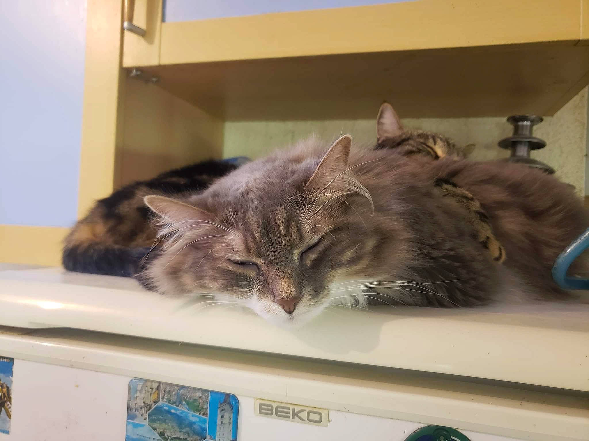 Tina a rejoint le concours — aidez-le/la à gagner de superbes lots ! carnivore, cat, comfort, domestic_short_haired_cat, felidae, fur, publication, room, small_to_medium_sized_cats, tail, whiskers, window