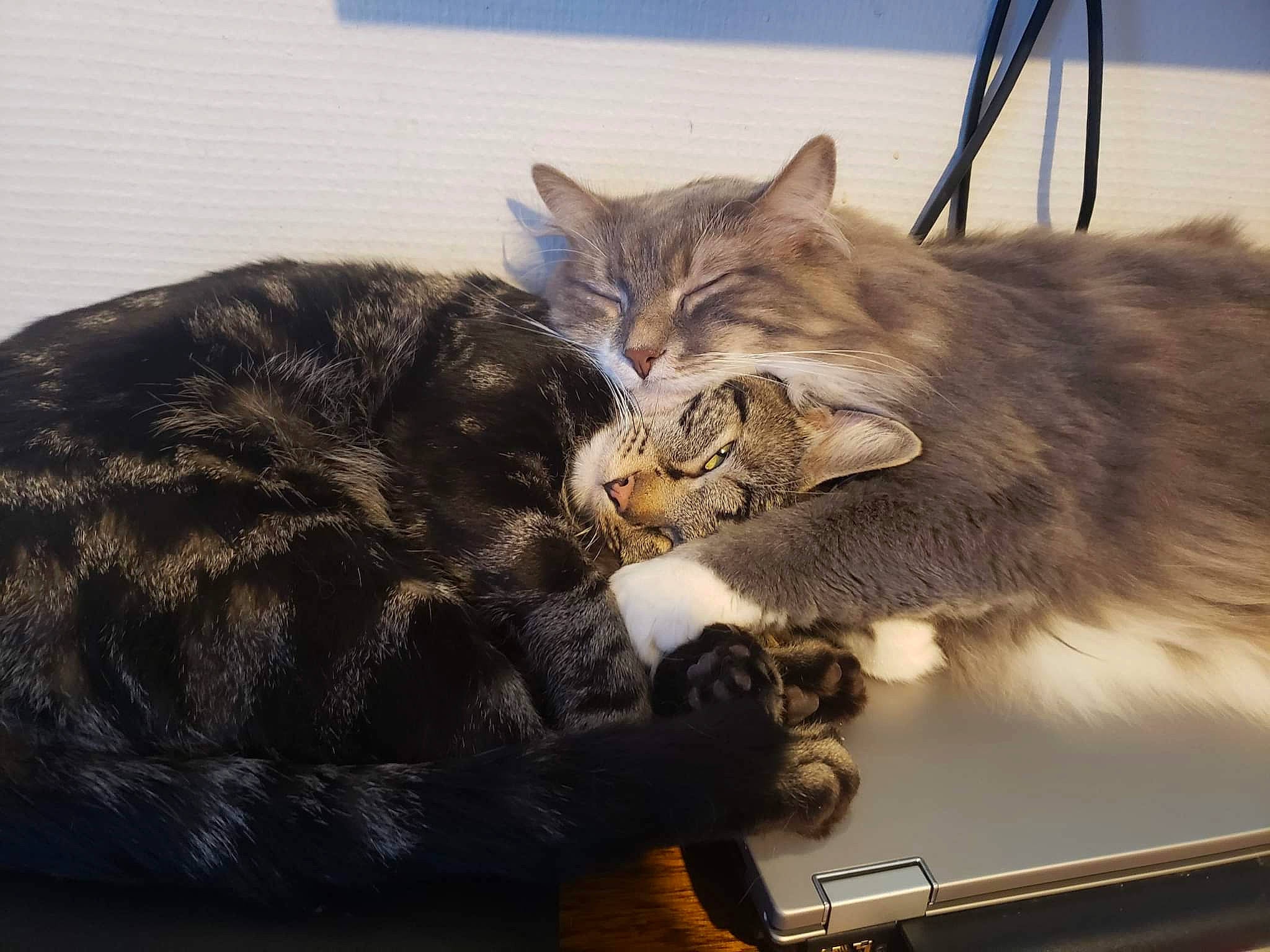 Tina participe au concours pour gagner de l'argent avec cette photo : carnivore, cat, claw, comfort, domestic_short_haired_cat, felidae, fur, metal, nap, paw, sitting, small_to_medium_sized_cats, snout, tail, whiskers