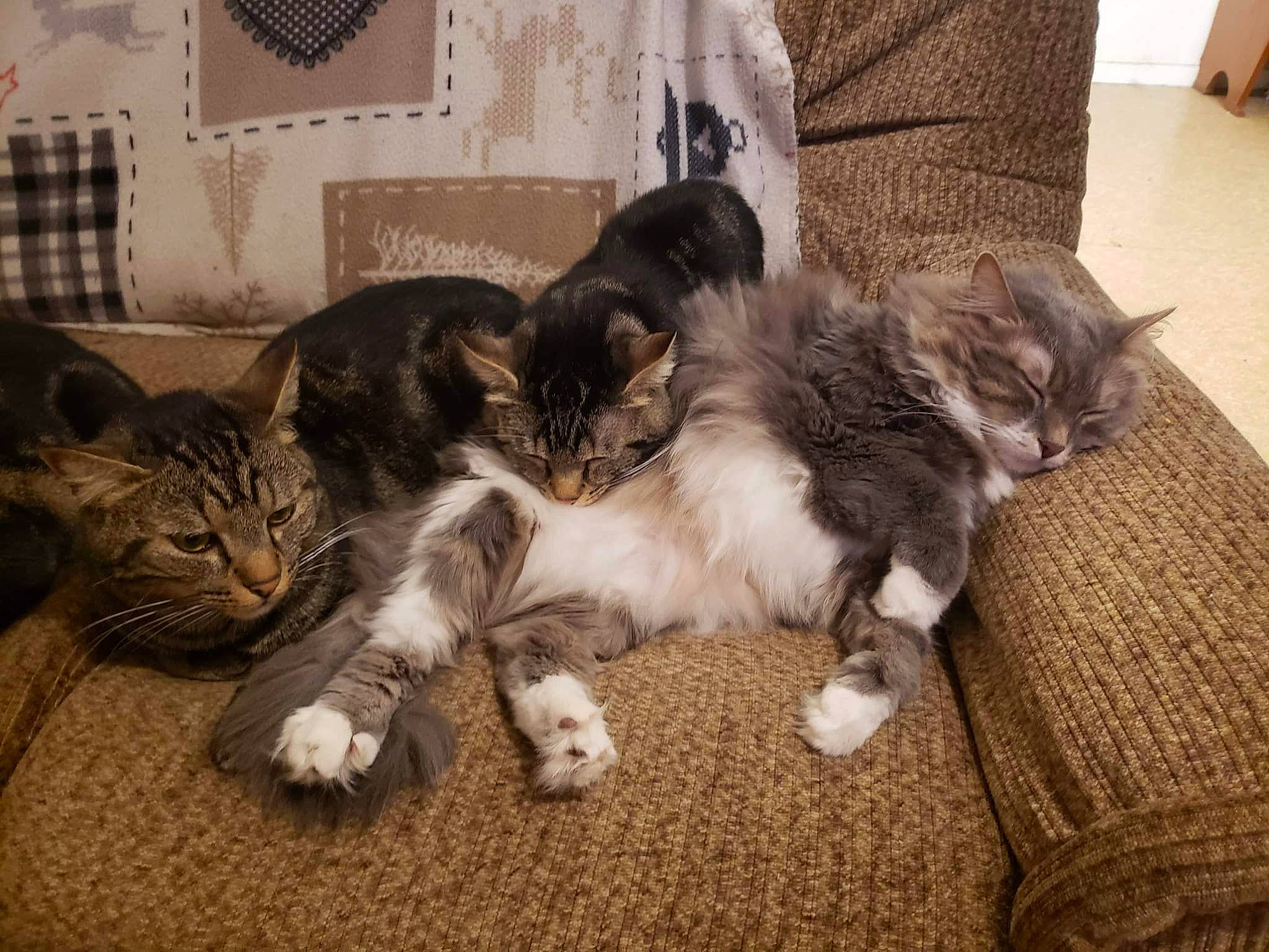 Tina participe au concours pour gagner de l'argent avec cette photo : carnivore, cat, chair, claw, comfort, domestic_short_haired_cat, felidae, flooring, fur, hardwood, nap, paw, sitting, small_to_medium_sized_cats, tail, whiskers, wood