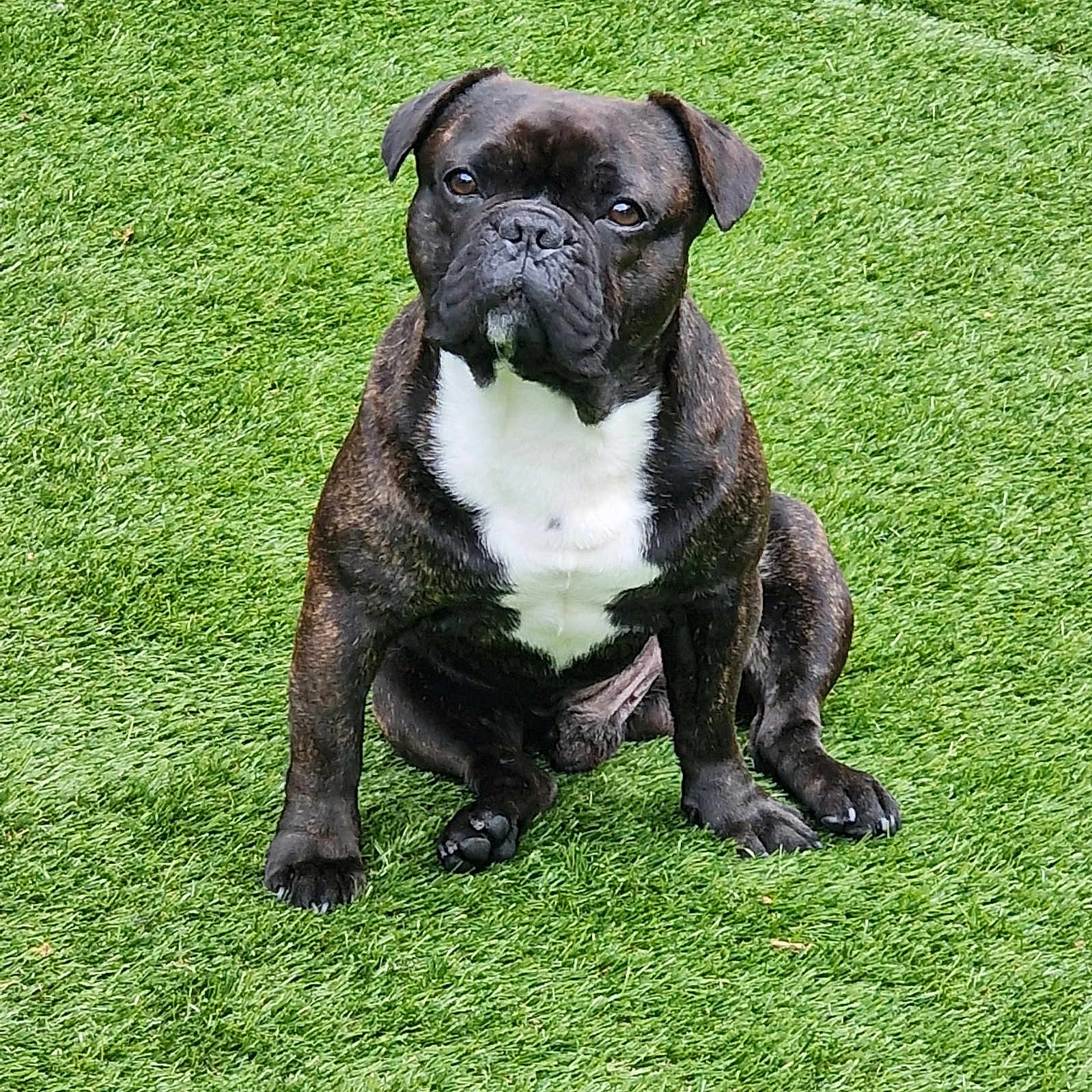 Charly participe au concours pour gagner de l'argent avec cette photo : animal, attentive, brindle_coat, canine, companion, cute, dog, domestic, friendly, fur, grass, green, loyal, mammal, nature, outdoor, pet, portrait, sitting, white_chest
