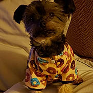 Bristol is registered to the contest to win money with this photo: animal, bed, black_and_brown_fur, blanket, clothing, cozy, curious, cute, dog, donut_pattern, ears, fur, indoor, jacket, pet, portrait, sitting, small_dog, soft_texture, warm_lighting