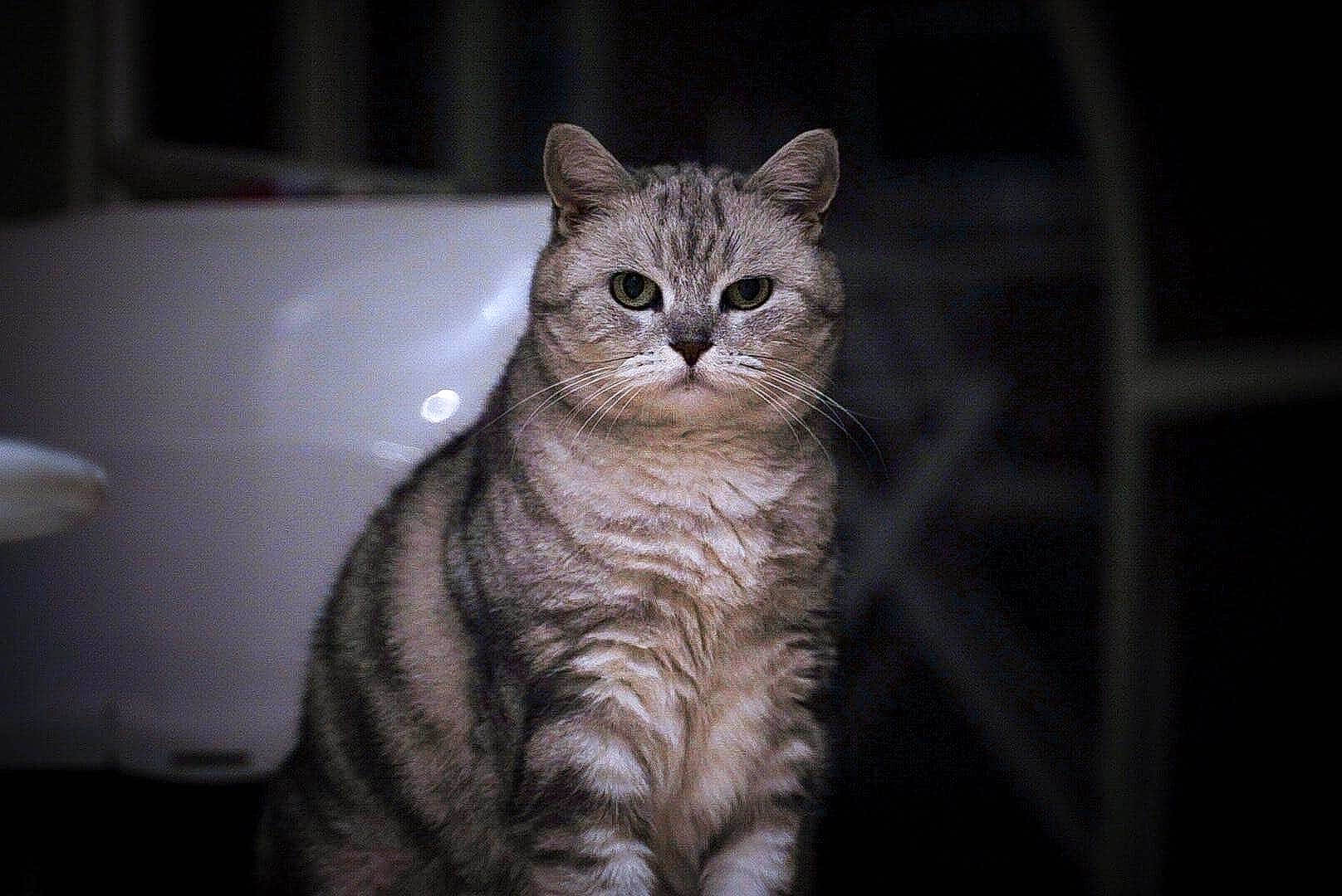 Zoe participe au concours pour gagner de l'argent avec cette photo : american_curl, american_shorthair, american_wirehair, asian, australian_mist, british_semi_longhair, carnivore, cat, domestic_short_haired_cat, dragon_li, european_shorthair, felidae, fur, kitten, mammal, small_to_medium_sized_cats, snout, tabby_cat, vertebrate, whiskers