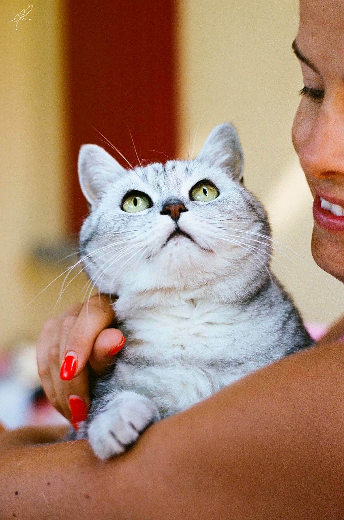 Zoe a rejoint le concours — aidez-le/la à gagner de superbes lots ! american_shorthair, american_wirehair, asian, british_longhair, british_semi_longhair, british_shorthair, burmilla, carnivore, cat, domestic_short_haired_cat, european_shorthair, fawn, felidae, kitten, mammal, munchkin, siberian, small_to_medium_sized_cats, whiskers