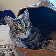 Cricket is registered to the contest to win money with this photo: animal, bedroom, blanket, cat, closeup, comfort, cozy, curious, ears, eyes, feline, fur, household, indoor, pet_bed, relaxing, resting, striped, tabby, whiskers