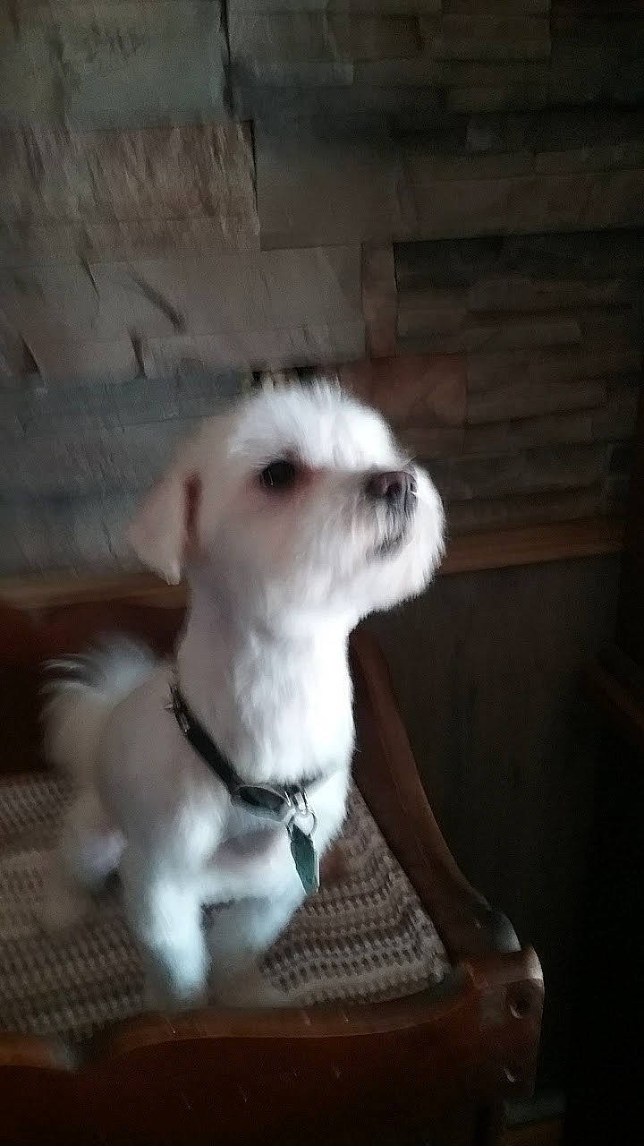 Nicky is registered to the contest to win money with this photo: canidae, carnivore, chair, collar, companion_dog, dog, dog_breed, dog_collar, fawn, fur, paw, pet_supply, puppy, snout, sporting_group, tail, terrestrial_animal, toy_dog, whiskers, wood