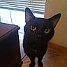 animal, black_cat, cat, close_up, curious, cute, domestic_cat, ears, floor, furniture, home, indoor, looking_up, mammal, pet, portrait, whiskers, window_blinds, wood_floor, yellow_eyes
