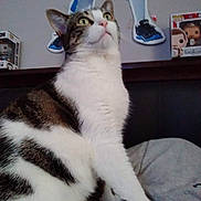 Princess Pittypaws is registered to the contest to win money with this photo: animal, box, cat, close_up, curious, decor, feline, figurine, furniture, home, indoor, looking_up, pet, poster, room, sitting, soft_surface, tabby_cat, wall_art, white_fur