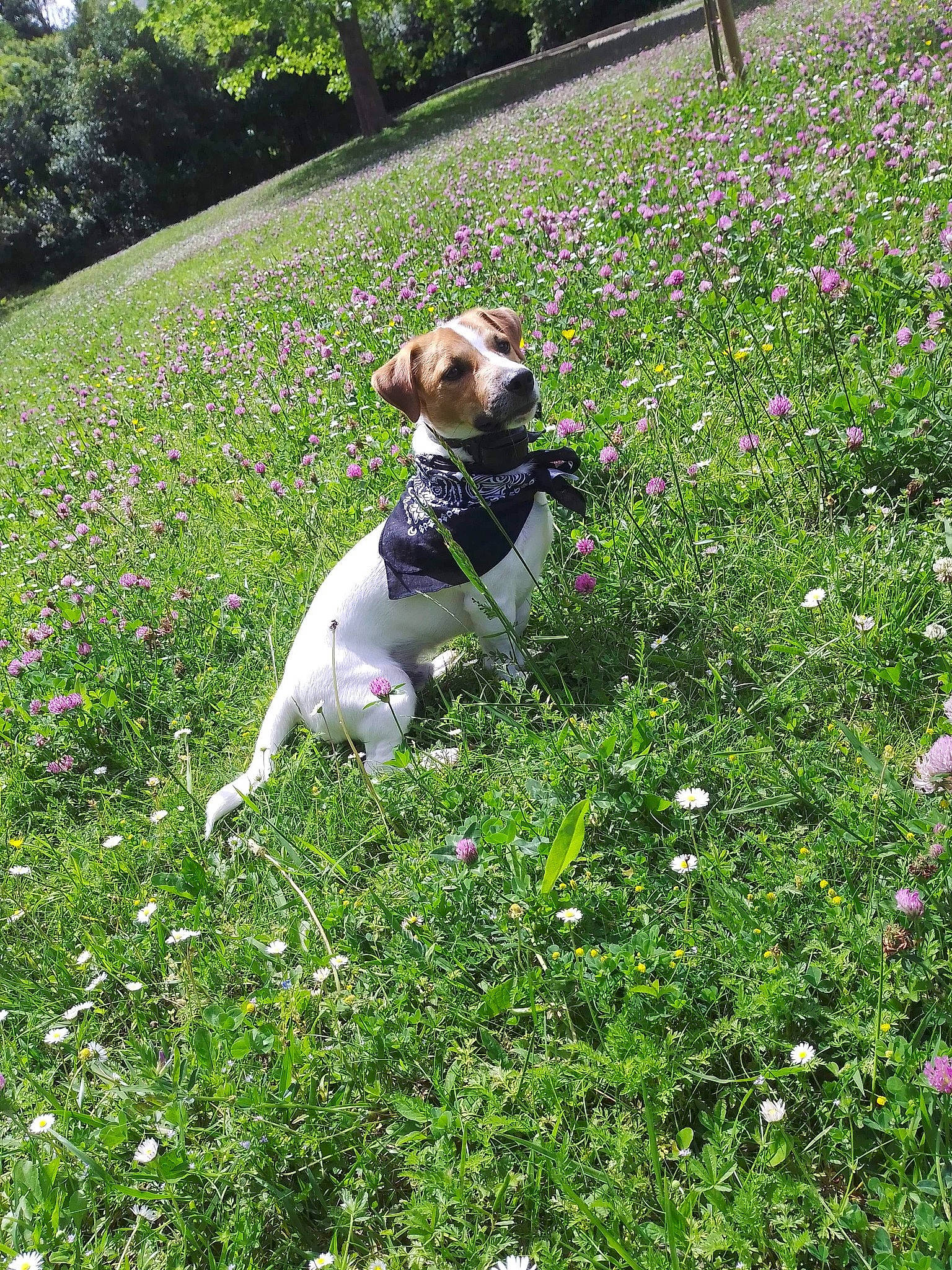 Jack a rejoint le concours — aidez-le/la à gagner de superbes lots ! canidae, carnivore, companion_dog, danish_swedish_farmdog, dog, dog_breed, fawn, flower, grass, hunting_dog, lawn, mammal, meadow, parson_russell_terrier, plant, pointer, shrub, sporting_group, treeing_feist, vertebrate