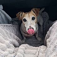 Jasper a rejoint le concours — aidez-le/la à gagner de superbes lots ! animal, blanket, brown_and_white, close_up, comfort, cozy, cute, dog, domestic, ears, fur, indoor, looking_up, pet, playful, resting, small_dog, snout, tongue_out, towel