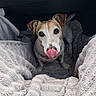 animal, blanket, brown_and_white, close_up, comfort, cozy, cute, dog, domestic, ears, fur, indoor, looking_up, pet, playful, resting, small_dog, snout, tongue_out, towel