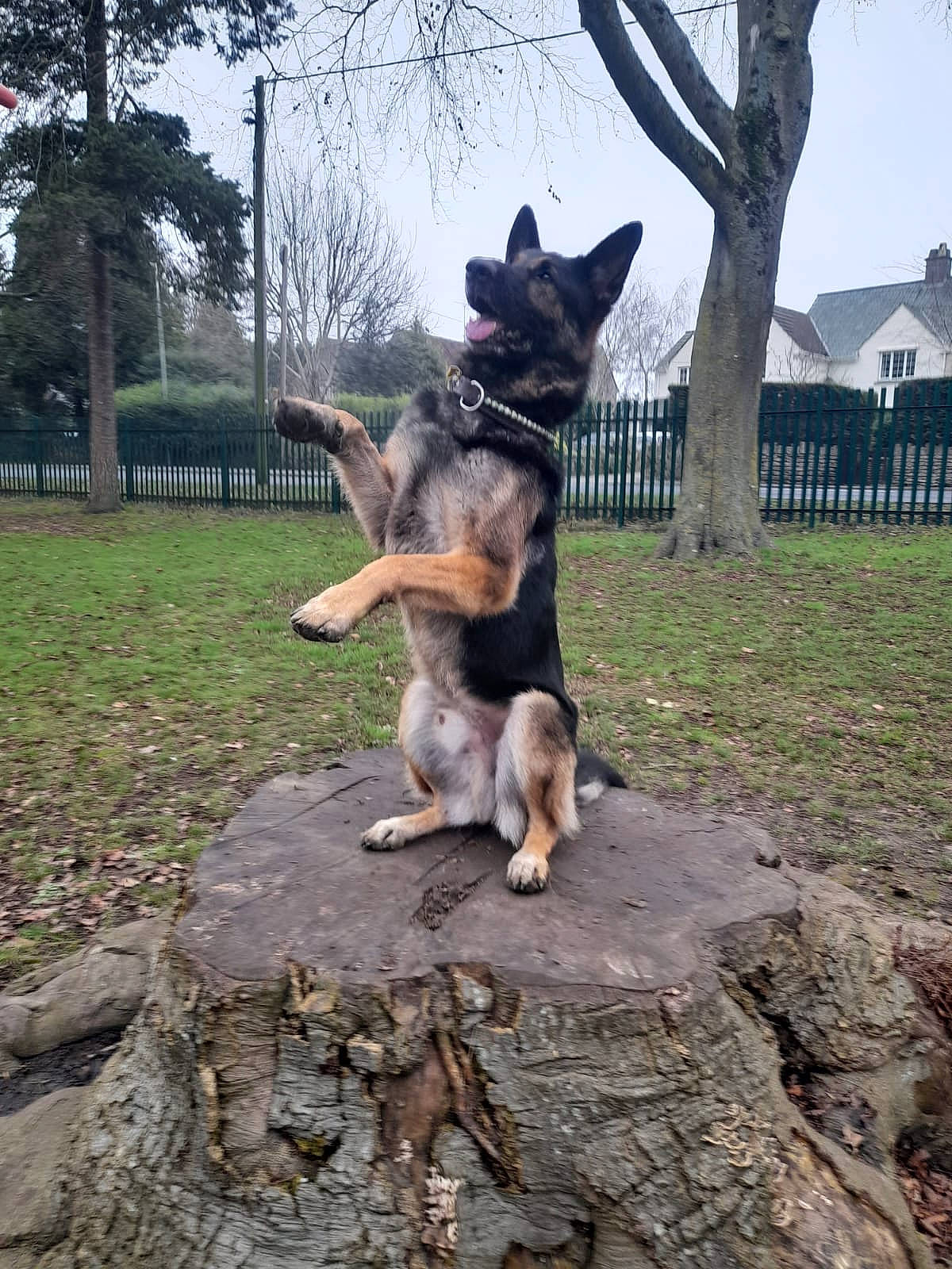 Zane joined the competition — help win amazing prizes! canidae, carnivore, companion_dog, dog, dog_breed, fawn, german_shepherd_dog, giant_dog_breed, herding_dog, king_shepherd, old_german_shepherd_dog, plant, sky, snout, sporting_group, tail, tree, trunk, wood, working_animal