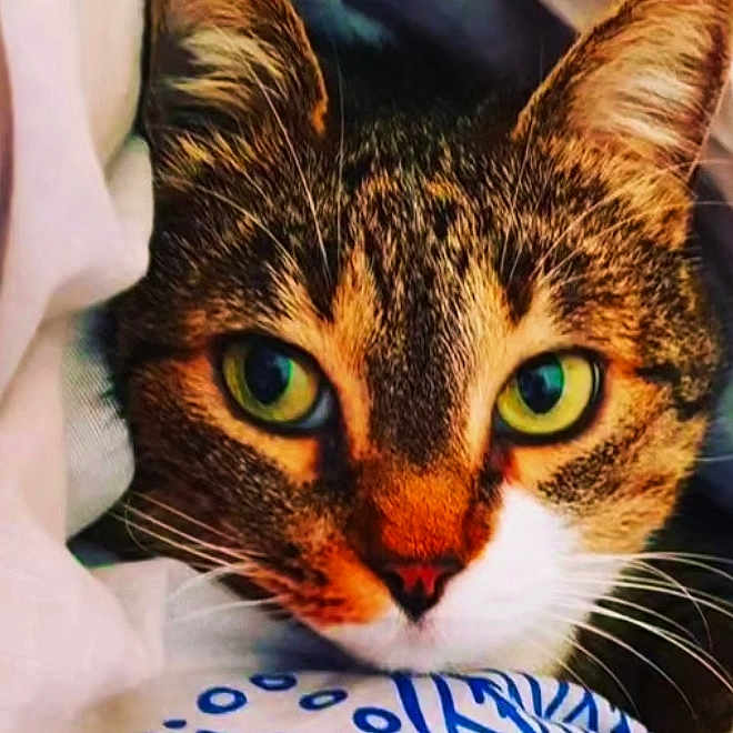 Lilou participe au concours pour gagner de l'argent avec cette photo : abyssinian, animal, cat, kitten, manx, pet