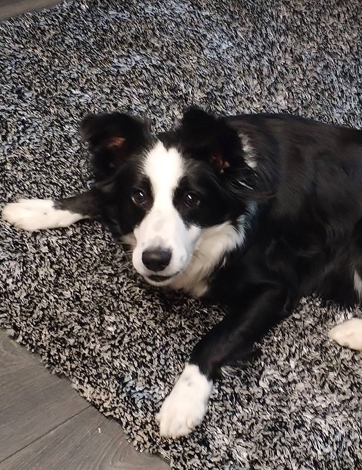 Shana participe au concours pour gagner de l'argent avec cette photo : australian_collie, border_collie, carnivore, companion_dog, dog, dog_breed, flooring, fur, grass, herding_dog, plant, road_surface, soil, sporting_group, terrestrial_animal, tints_and_shades, vertebrate, whiskers, working_animal, working_dog