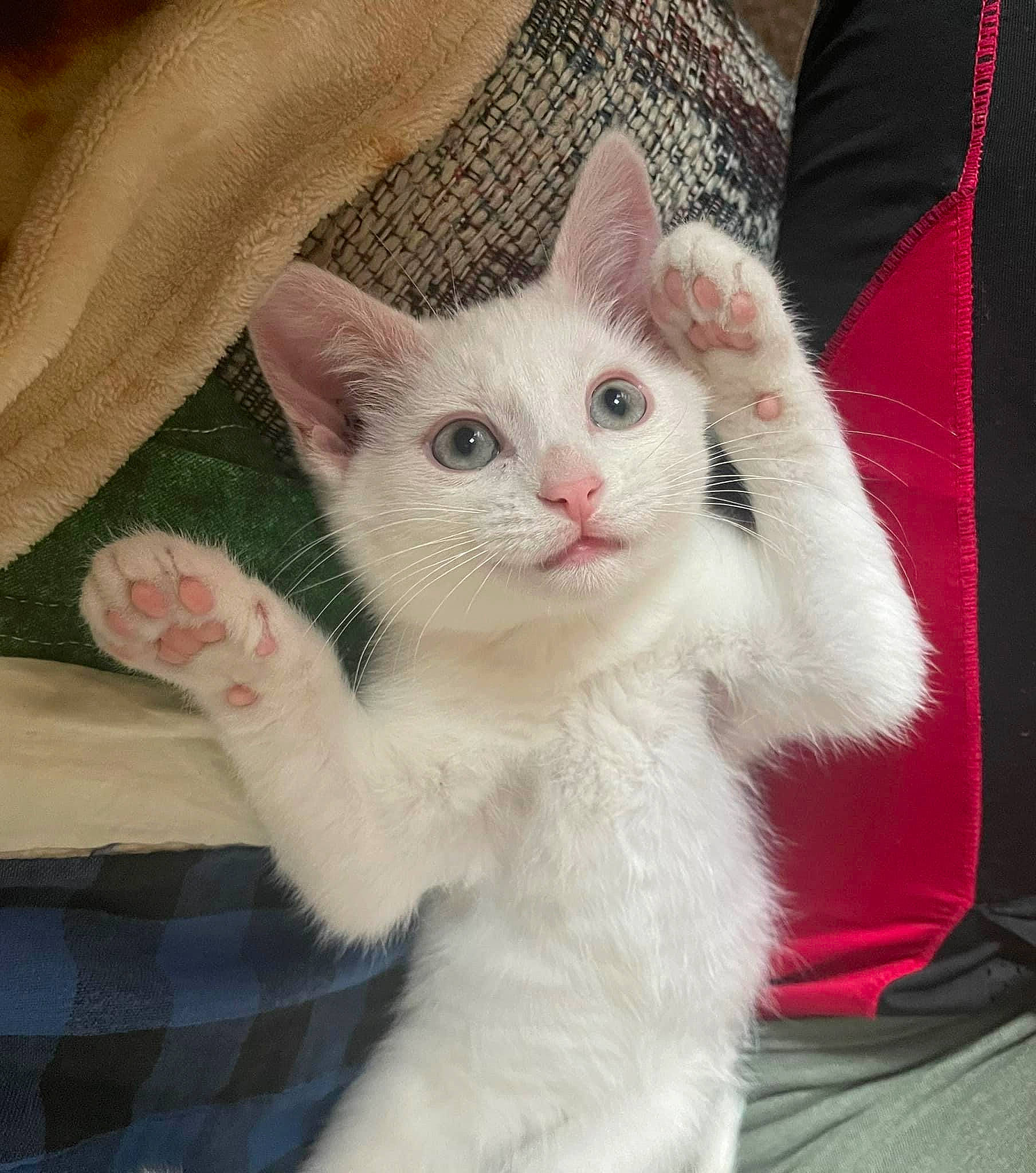 Andy is registered to the contest to win money with this photo: carnivore, cat, claw, comfort, domestic_short_haired_cat, ear, fawn, felidae, fur, paw, plant, small_to_medium_sized_cats, snout, tail, whiskers