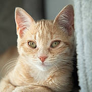 Ginger a rejoint le concours — aidez-le/la à gagner de superbes lots ! cat, kitten, ginger, close_up, pet, feline, whiskers, ears, paws, fur, relaxed, indoor, soft_texture, portrait, animal, cute, young, domestic, resting, calm