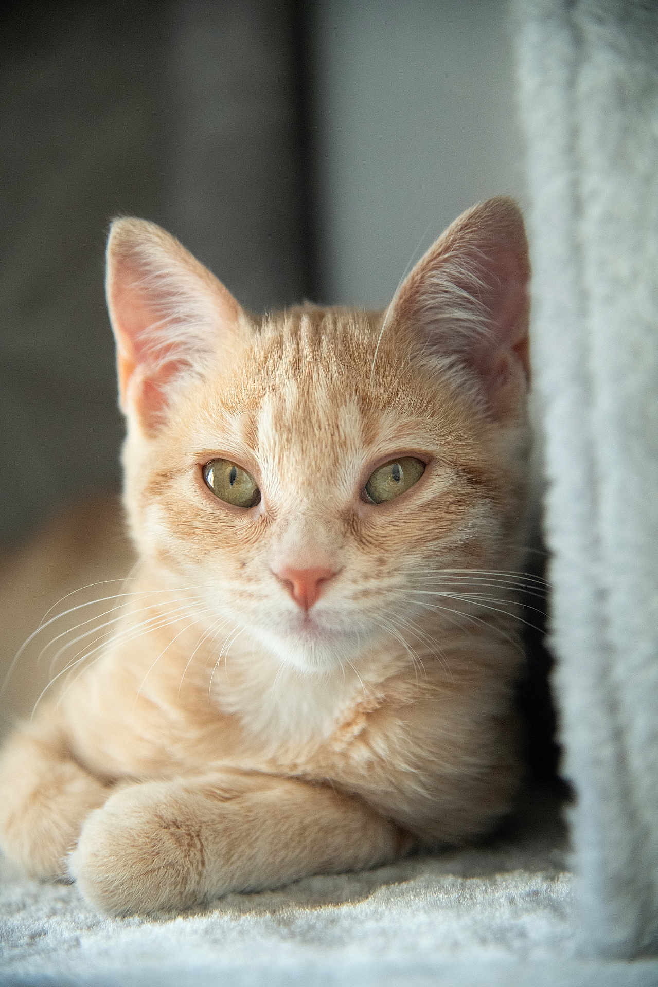 Ginger