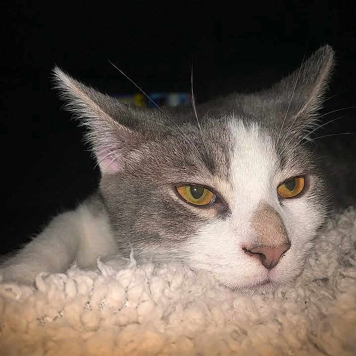 Lucky joined the competition — help win amazing prizes! animal, blanket, cat, close_up, cozy, cute, domestic_cat, face, feline, fur, indoor, mammal, pet, portrait, resting, sleepy, soft, texture, whiskers, yellow_eyes