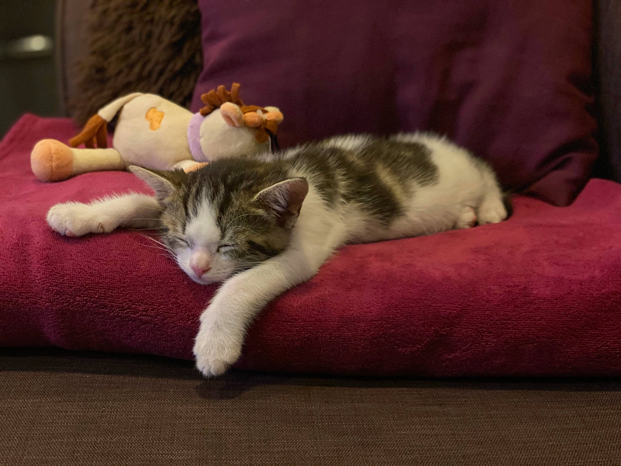 Rio a rejoint le concours — aidez-le/la à gagner de superbes lots ! carnivore, cat, comfort, domestic_short_haired_cat, fawn, felidae, flooring, fur, grey, hardwood, linens, nap, paw, room, small_to_medium_sized_cats, snout, tail, whiskers, wood