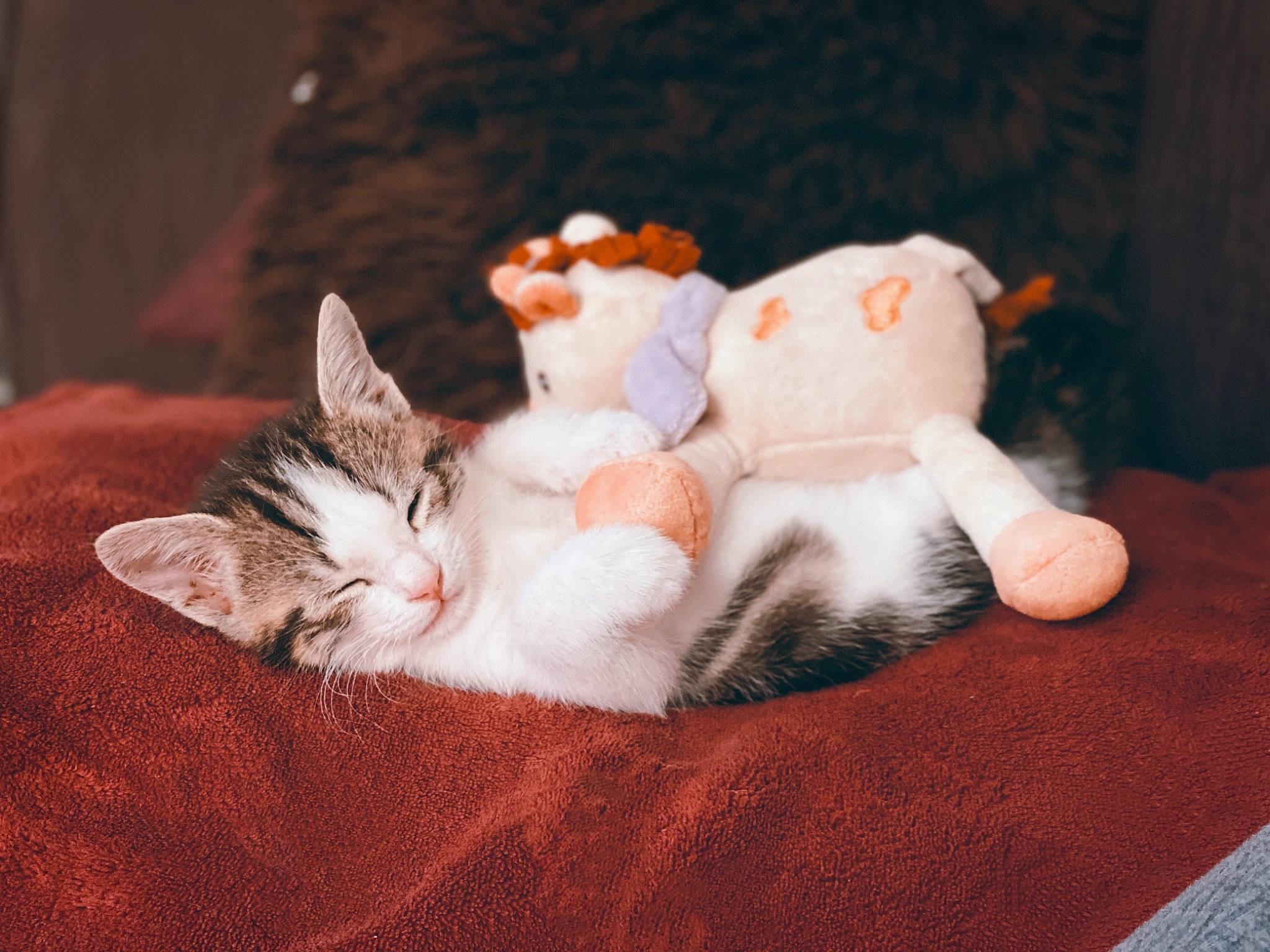 Rio a rejoint le concours — aidez-le/la à gagner de superbes lots ! carnivore, cat, claw, comfort, domestic_short_haired_cat, fawn, felidae, fur, lap, linens, nap, paw, room, small_to_medium_sized_cats, snout, stuffed_toy, tail, textile, toy, whiskers