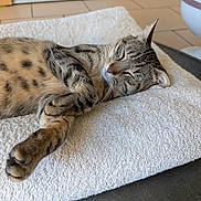 Yuki a rejoint le concours — aidez-le/la à gagner de superbes lots ! animal, cat, closeup, cozy, cute, domestic, feline, fur, home, indoor, paw, pet, quiet, relaxed, resting, sleeping, soft, striped, tabby, towel