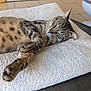 animal, cat, closeup, cozy, cute, domestic, feline, fur, home, indoor, paw, pet, quiet, relaxed, resting, sleeping, soft, striped, tabby, towel
