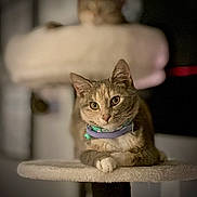 Bonnie joined the competition — help win amazing prizes! animal, cat, closeup, collar, cute, domestic, ears, feline, focused, fur, indoor, looking, mammal, paws, perch, pet, portrait, relaxed, soft_texture, whiskers