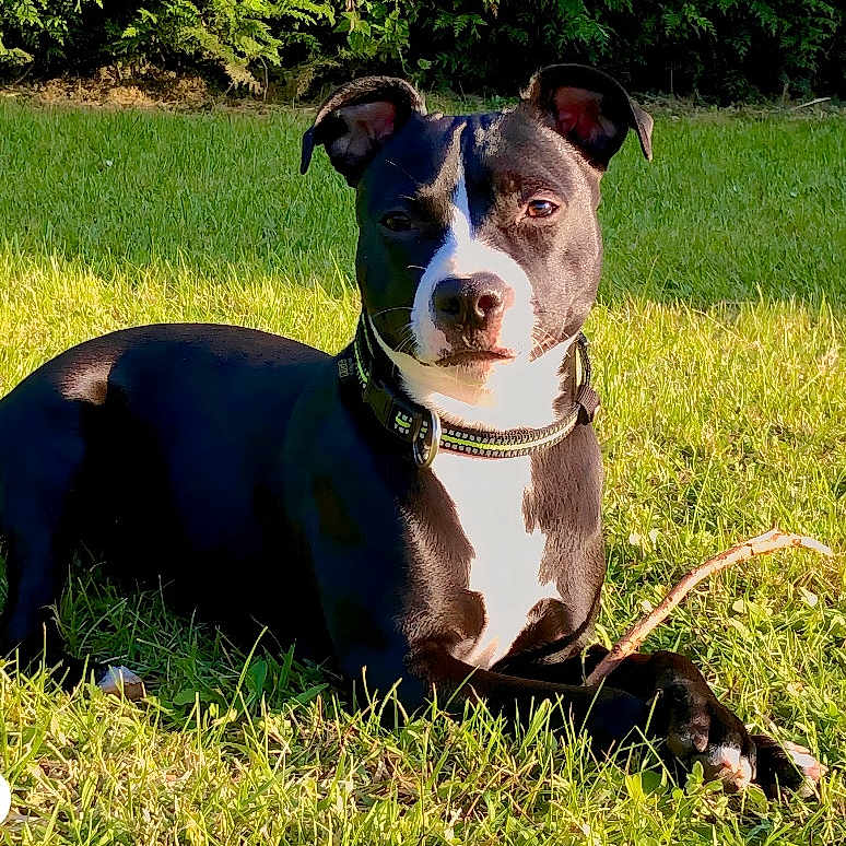 Freya participe au concours pour gagner de l'argent avec cette photo : animal, black_and_white, canine, collar, daytime, dog, ears, fur, grass, greenery, laying, nature, outdoor, paw, pet, relaxed, snout, stick, summer, sunlight