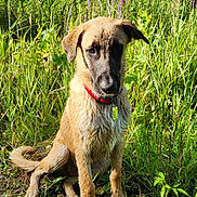 Anatol participe au concours pour gagner de l'argent avec cette photo : dog, wet_fur, red_collar, grass, wildflowers, outdoor, nature, sitting, canine, pet, animal, greenery, summer, young_dog, portrait, muddy, ears, snout, paws, daylight