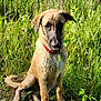 dog, wet_fur, red_collar, grass, wildflowers, outdoor, nature, sitting, canine, pet, animal, greenery, summer, young_dog, portrait, muddy, ears, snout, paws, daylight