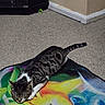 Eevee joined the competition — help win amazing prizes! animal, blanket, cabinet, carpet, cat, colorful, corner, cozy, feline, floor, home, indoor, peaceful, pet, resting, sleeping, striped_tail, tabby, toy, unicorn