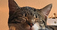 Eevee joined the competition — help win amazing prizes! animal, cat, close_up, cozy, cute, domestic_animal, ears, face, feline, fur, indoor, mammal, peaceful, pet, relaxed, resting, sleeping, soft_texture, tabby_cat, whiskers
