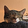 animal, cat, close_up, cozy, cute, domestic_animal, ears, face, feline, fur, indoor, mammal, peaceful, pet, relaxed, resting, sleeping, soft_texture, tabby_cat, whiskers