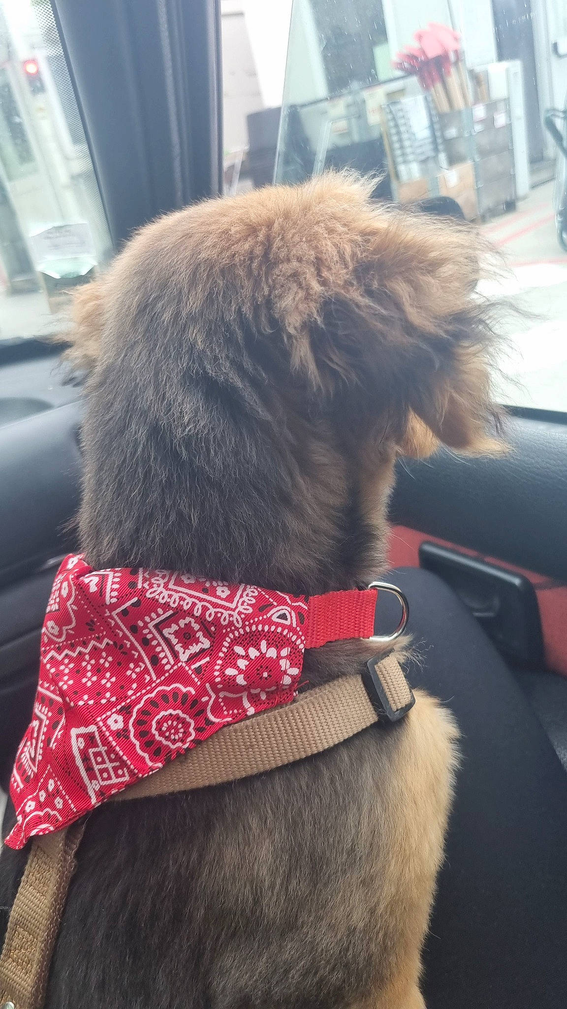 Shaïlo a rejoint le concours — aidez-le/la à gagner de superbes lots ! canidae, carnivore, collar, companion_dog, dog, dog_breed, dog_collar, fashion_accessory, fawn, fur, fur_clothing, guard_dog, leash, liver, pet_supply, snout, sporting_group, tail, terrier, working_animal