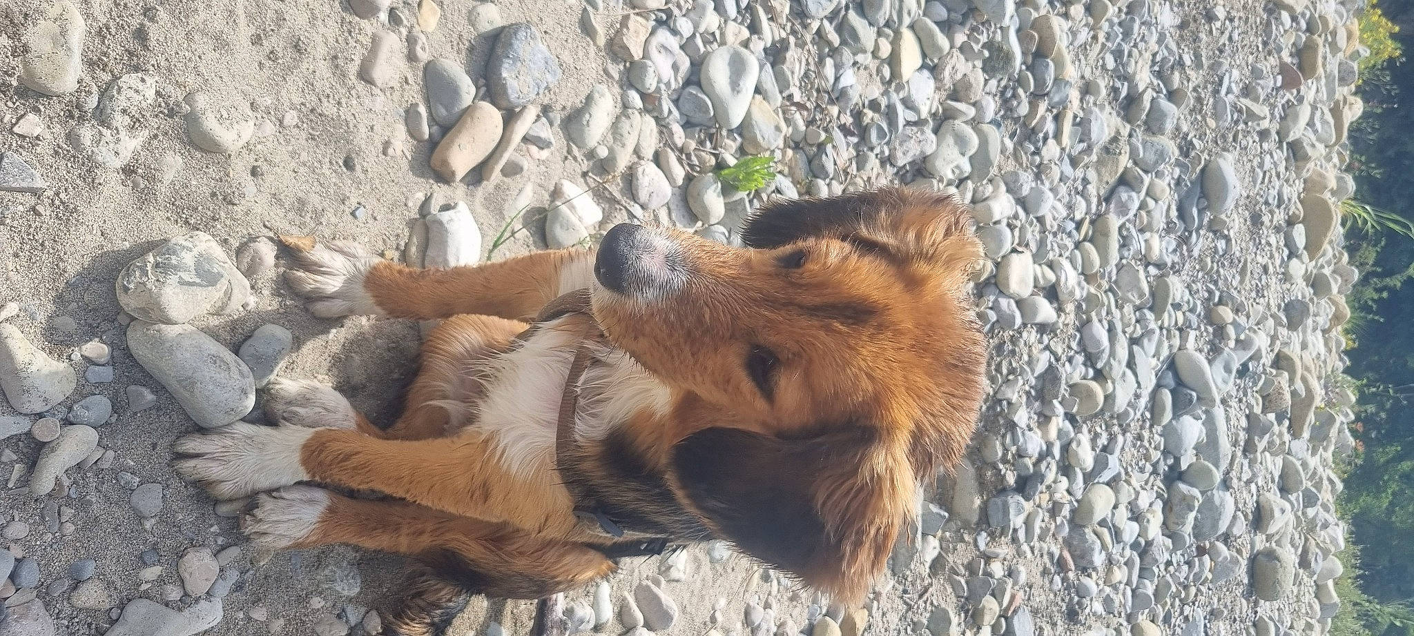 Shaïlo participe au concours pour gagner de l'argent avec cette photo : canidae, carnivore, companion_dog, dog, dog_breed, fawn, fur, lakeland_terrier, liver, paw, rock, snout, sporting_group, street_dog, terrestrial_animal, terrier, wildlife, wood, working_dog, working_terrier