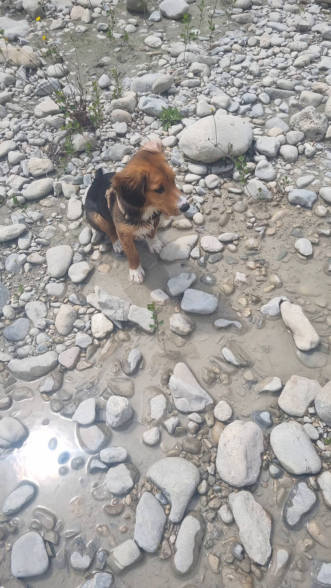 Shaïlo a rejoint le concours — aidez-le/la à gagner de superbes lots ! adventure, art, bedrock, carnivore, cobblestone, companion_dog, dog, dog_breed, fawn, flagstone, landscape, pebble, road_surface, rock, rubble, sidewalk, soil, sporting_group, water, working_animal