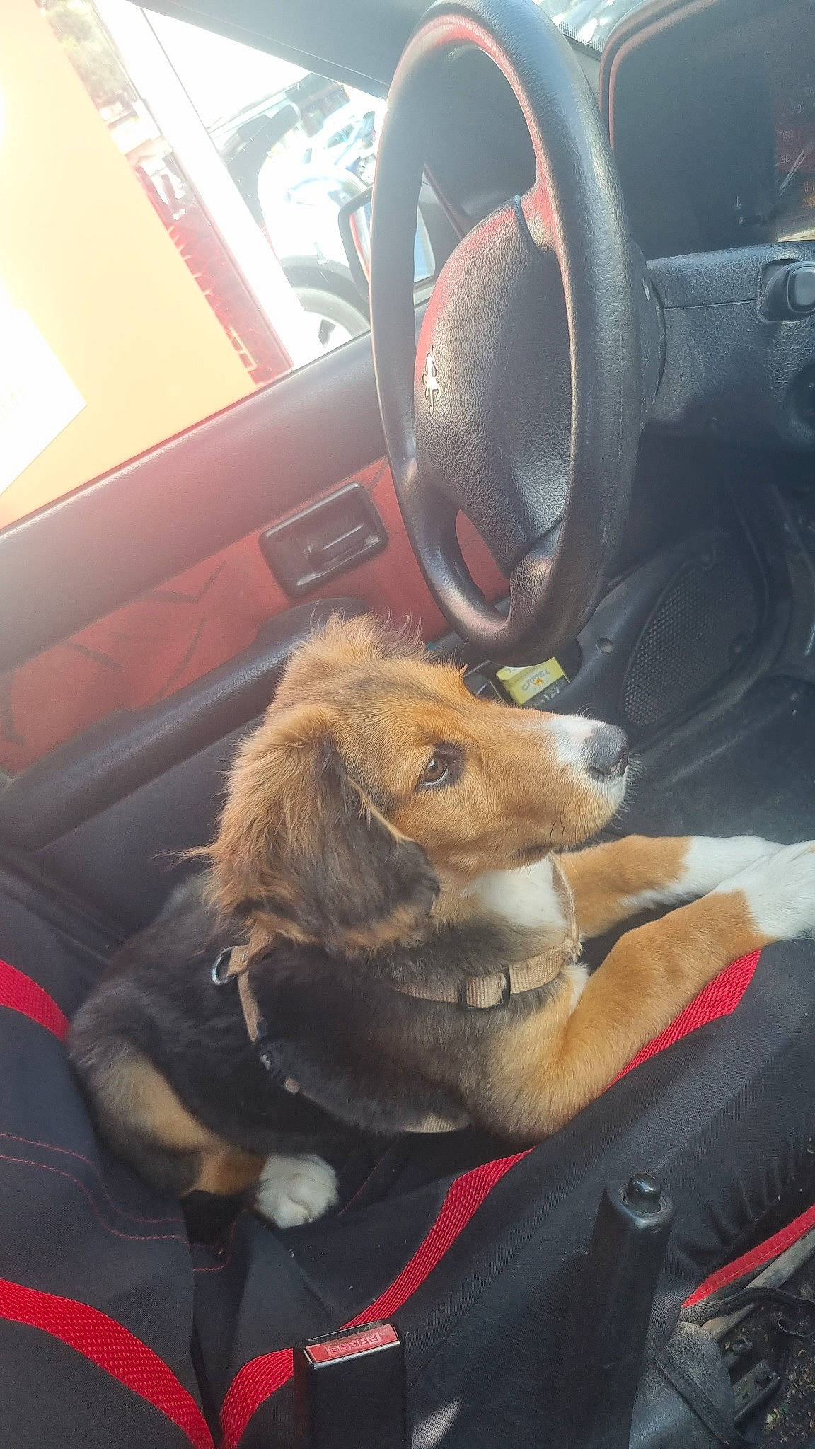 Shaïlo a rejoint le concours — aidez-le/la à gagner de superbes lots ! auto_part, automotive_design, automotive_exterior, automotive_mirror, automotive_tire, automotive_wheel_system, car, car_seat, car_seat_cover, carnivore, center_console, family_car, mode_of_transport, motor_vehicle, personal_luxury_car, snout, steering_part, steering_wheel, vehicle, vehicle_door