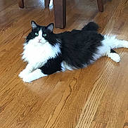 Sweetie joined the competition — help win amazing prizes! cat, black_and_white, fluffy, green_eyes, wooden_floor, indoor, table_legs, relaxed, pet, animal, feline, domestic_cat, laying_down, fur, whiskers, cute, curious, household, flooring, resting