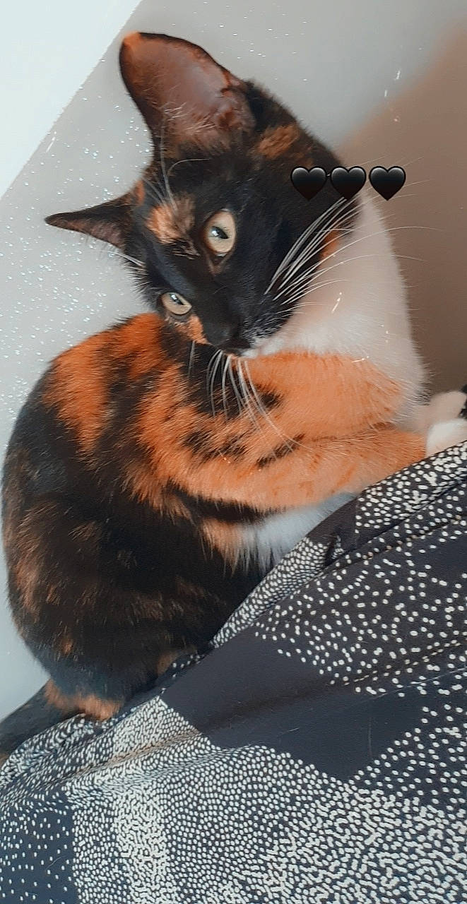 Isis a rejoint le concours — aidez-le/la à gagner de superbes lots ! black_cat, carnivore, cat, claw, collar, domestic_short_haired_cat, ear, eye, fawn, felidae, fur, pattern, paw, sitting, small_to_medium_sized_cats, snout, tail, whiskers, window