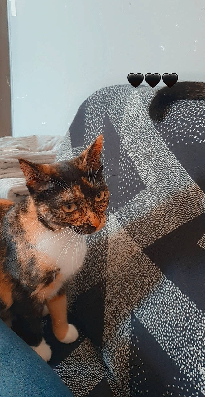 Iris a rejoint le concours — aidez-le/la à gagner de superbes lots ! carnivore, cat, comfort, couch, domestic_short_haired_cat, eye, eyewear, felidae, flooring, fur, grey, linens, pattern, sitting, small_to_medium_sized_cats, snout, tail, textile, whiskers, window