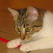 Fripouille participe au concours pour gagner de l'argent avec cette photo :