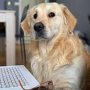 Mango a rejoint le concours — aidez-le/la à gagner de superbes lots ! dog, golden_retriever, pet, indoor, table, keyboard, glasses, phone, furniture, canine, animal, closeup, portrait, domestic, house, looking, calm, light, blonde, fur