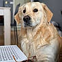 dog, golden_retriever, pet, indoor, table, keyboard, glasses, phone, furniture, canine, animal, closeup, portrait, domestic, house, looking, calm, light, blonde, fur