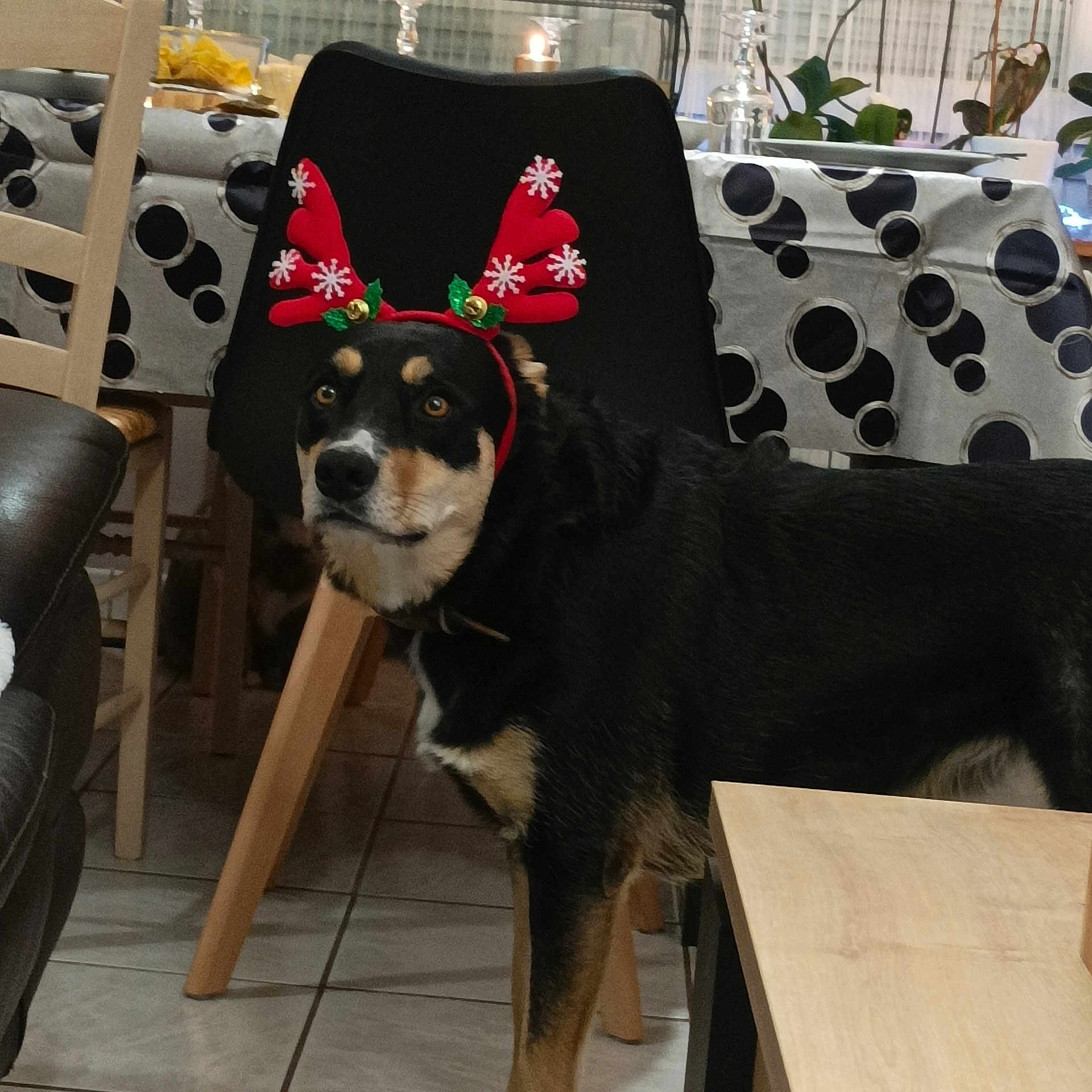 Phidjy participe au concours pour gagner de l'argent avec cette photo : animal, architecture, bird, building, candle, canine, chair, couch, diningtable, dog, furniture, hound, indoors, interiordesign, livingroom, pet, puppy, room, table, wood